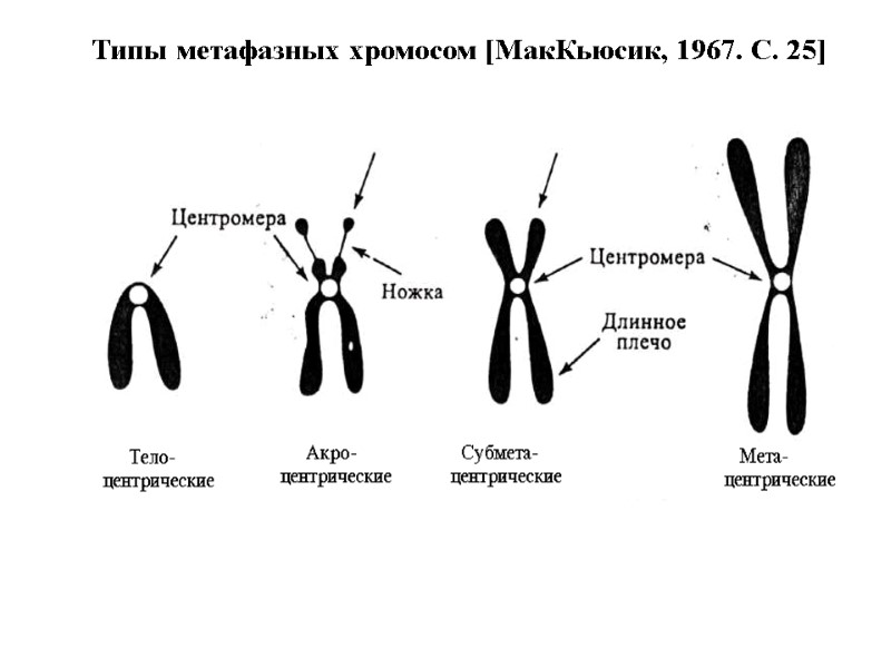 Типы метафазных хромосом [МакКьюсик, 1967. С. 25]
